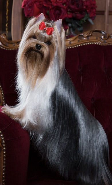 L’Yana De Vista L’YANA DE VISTA GLORIANA &mdash; Labaza DogPedigree YorkshireTerrier